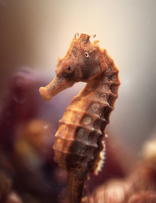 Bullneck Seahorse Realistic Art, Amber Glow Digital Wall Art, 3 Sizes Included, Living Room Decor