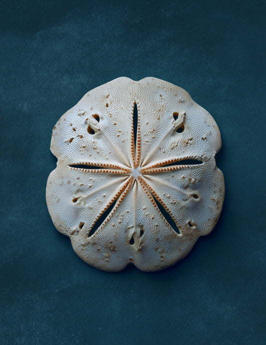 Sand Dollar — Realistic Art, Teal Hues Digital Wall Art, 3 Sizes Included, Living Room Decor